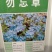 勿忘草花种子宿根多年生勿忘我种子盆栽耐寒易种花卉种子