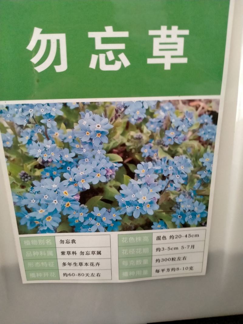 勿忘草花种子宿根多年生勿忘我种子盆栽耐寒易种花卉种子
