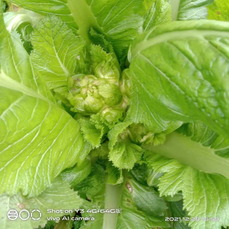 基地儿菜大量上市