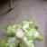 基地儿菜大量上市