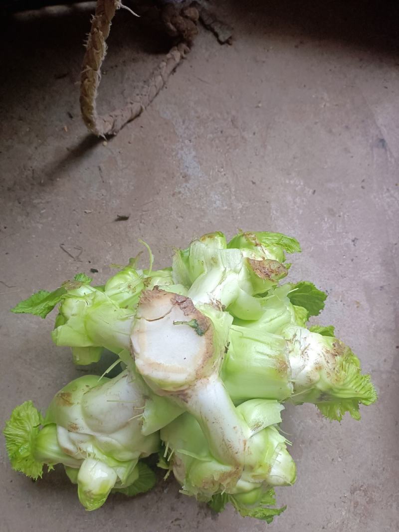 基地儿菜大量上市