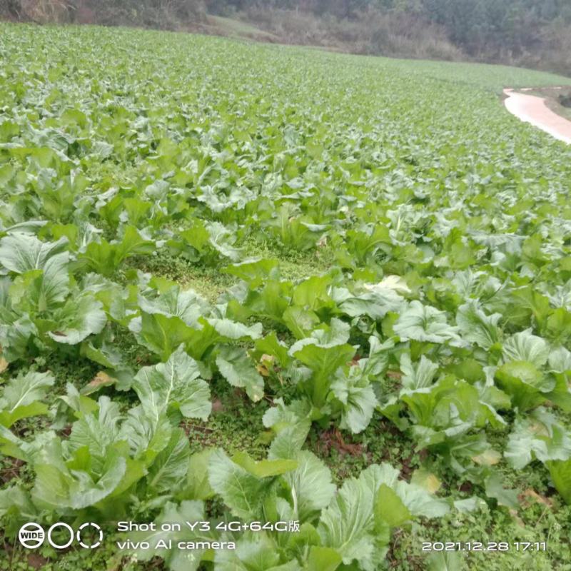 基地儿菜大量上市