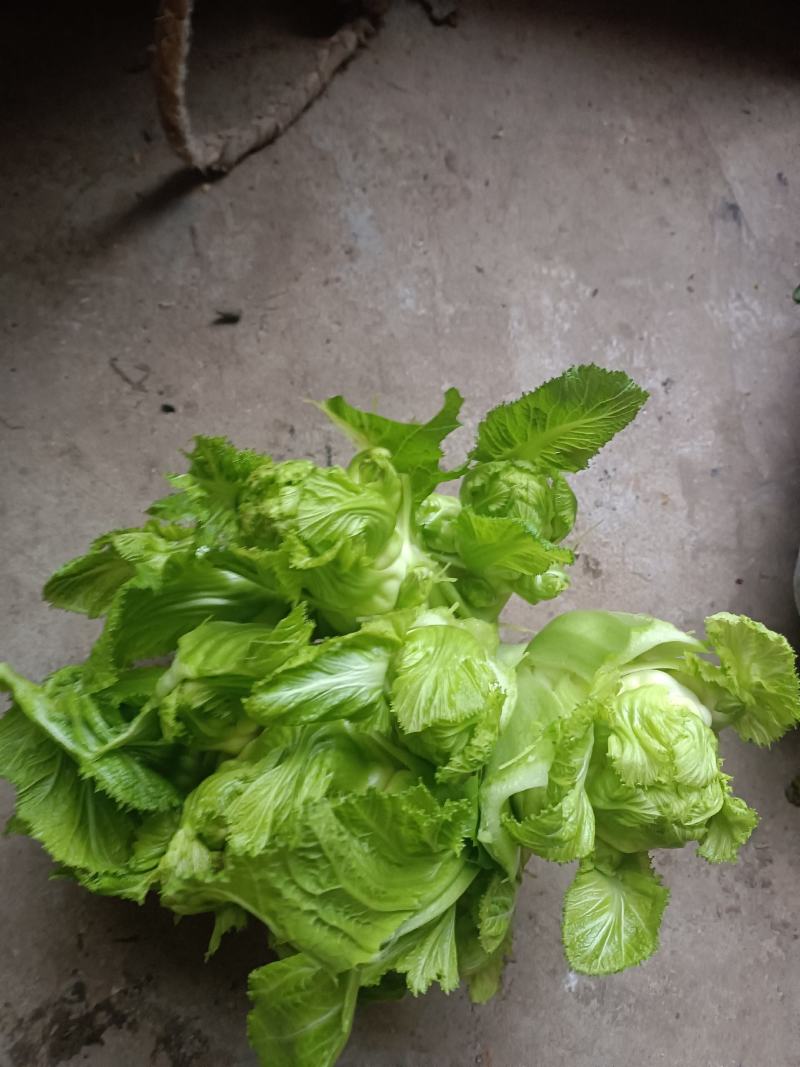 基地儿菜大量上市