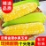 云南一件代发水果玉米金银水果玉米新鲜整箱食用香甜玉米非糯