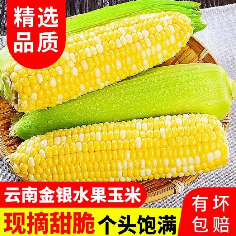 云南一件代发水果玉米金银水果玉米新鲜整箱食用香甜玉米非糯