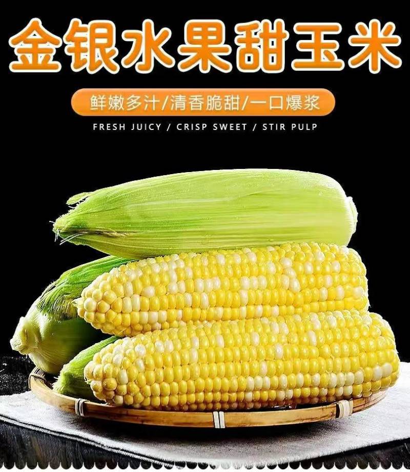 云南一件代发水果玉米金银水果玉米新鲜整箱食用香甜玉米非糯