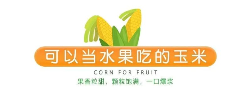 云南一件代发水果玉米金银水果玉米新鲜整箱食用香甜玉米非糯