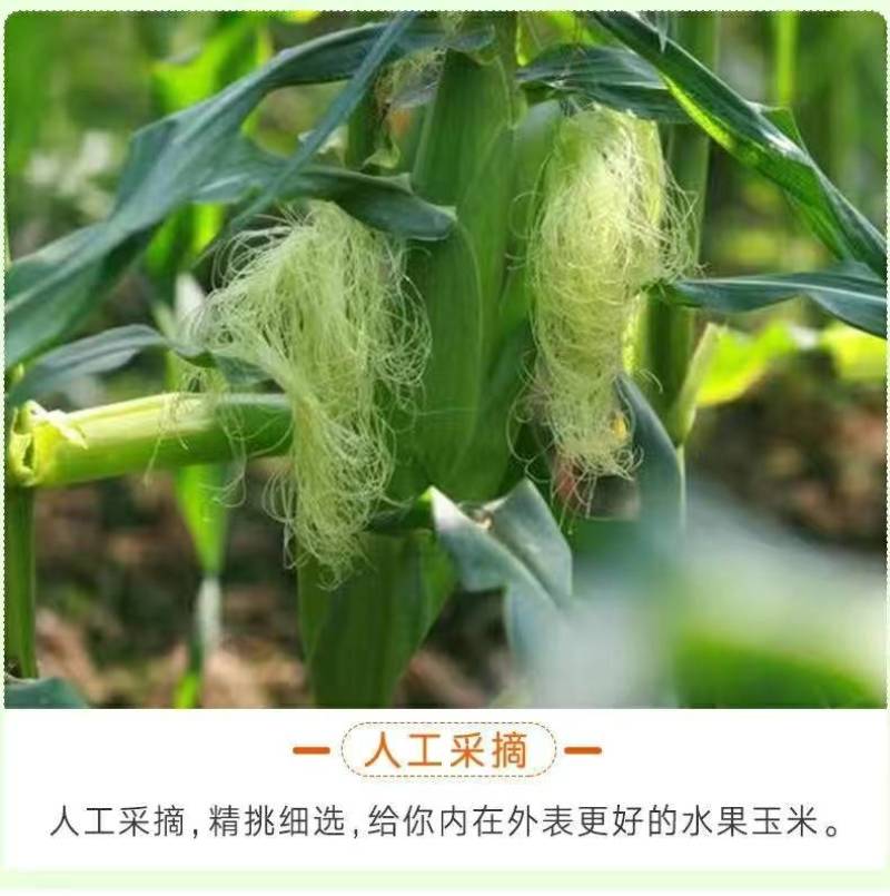 云南一件代发水果玉米金银水果玉米新鲜整箱食用香甜玉米非糯