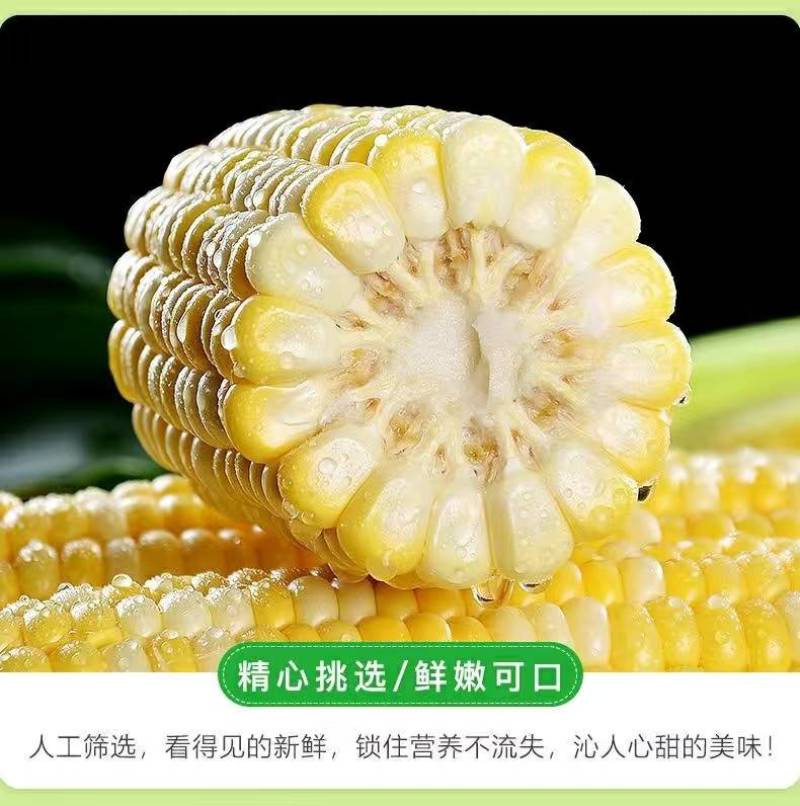 云南一件代发水果玉米金银水果玉米新鲜整箱食用香甜玉米非糯