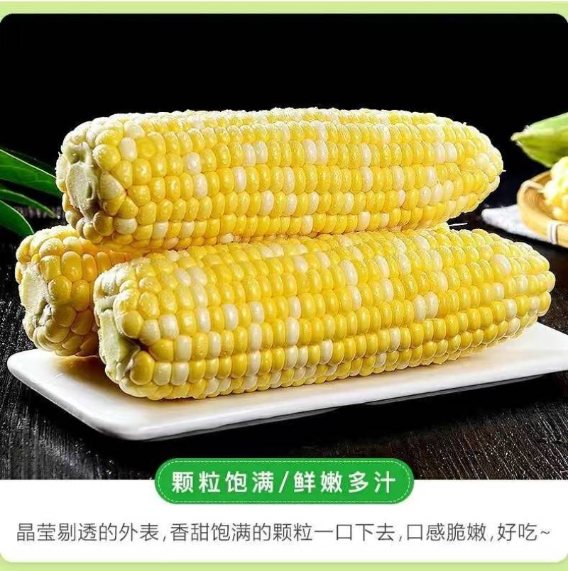 云南一件代发水果玉米金银水果玉米新鲜整箱食用香甜玉米非糯