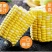 云南一件代发水果玉米金银水果玉米新鲜整箱食用香甜玉米非糯