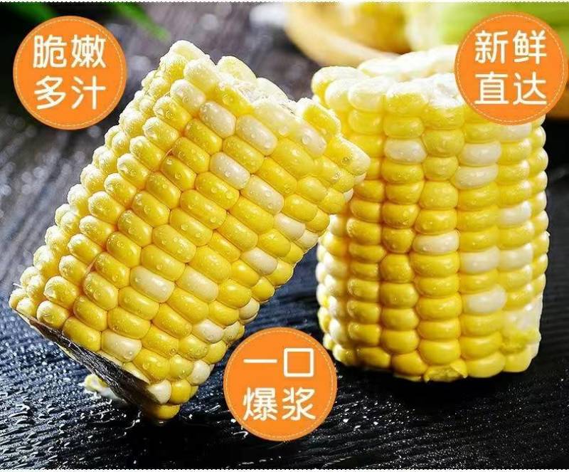 云南一件代发水果玉米金银水果玉米新鲜整箱食用香甜玉米非糯