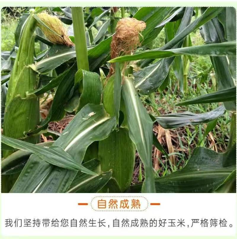云南一件代发水果玉米金银水果玉米新鲜整箱食用香甜玉米非糯