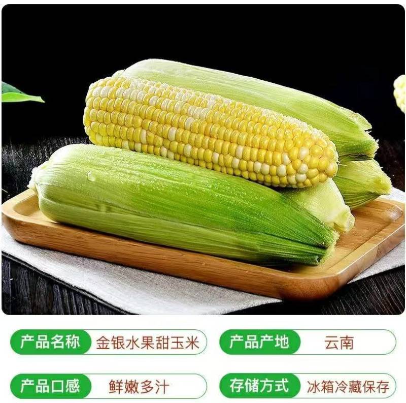 云南一件代发水果玉米金银水果玉米新鲜整箱食用香甜玉米非糯