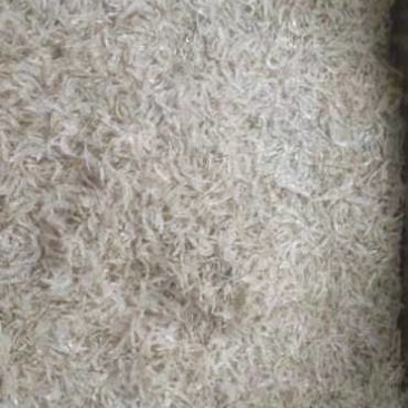 烘干虾皮