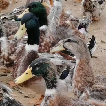100天，平均5.45斤，4000只，全公，潲水鸭，任挑