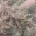款冬花，冬花，野生冬花！！甘肃冬花