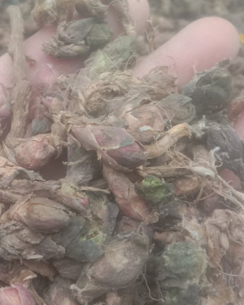 款冬花，冬花，野生冬花！！甘肃冬花
