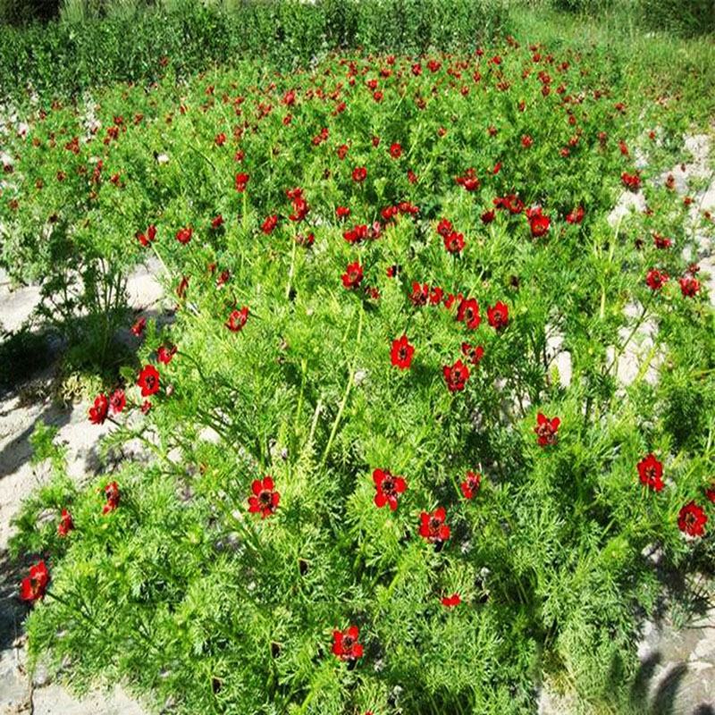 福寿花种子，福寿花种子园林景观花海花坛花镜四季易种活花卉