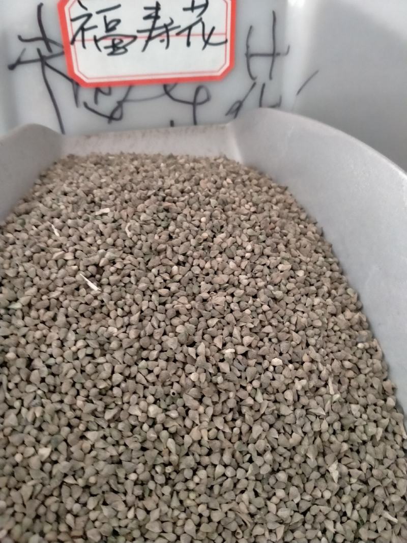 福寿花种子，福寿花种子园林景观花海花坛花镜四季易种活花卉