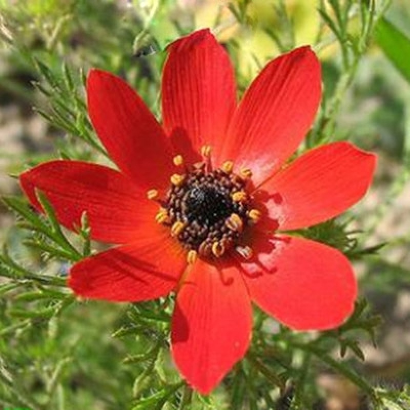 福寿花种子，福寿花种子园林景观花海花坛花镜四季易种活花卉