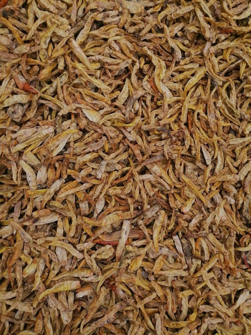 白辣椒青辣椒白辣椒一百斤起包邮物流自提