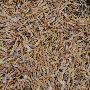 白辣椒青辣椒白辣椒一百斤起包邮物流自提