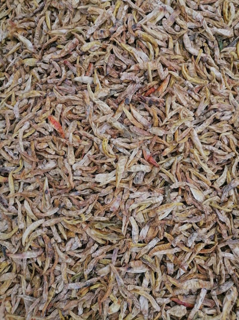 白辣椒青辣椒白辣椒一百斤起包邮物流自提