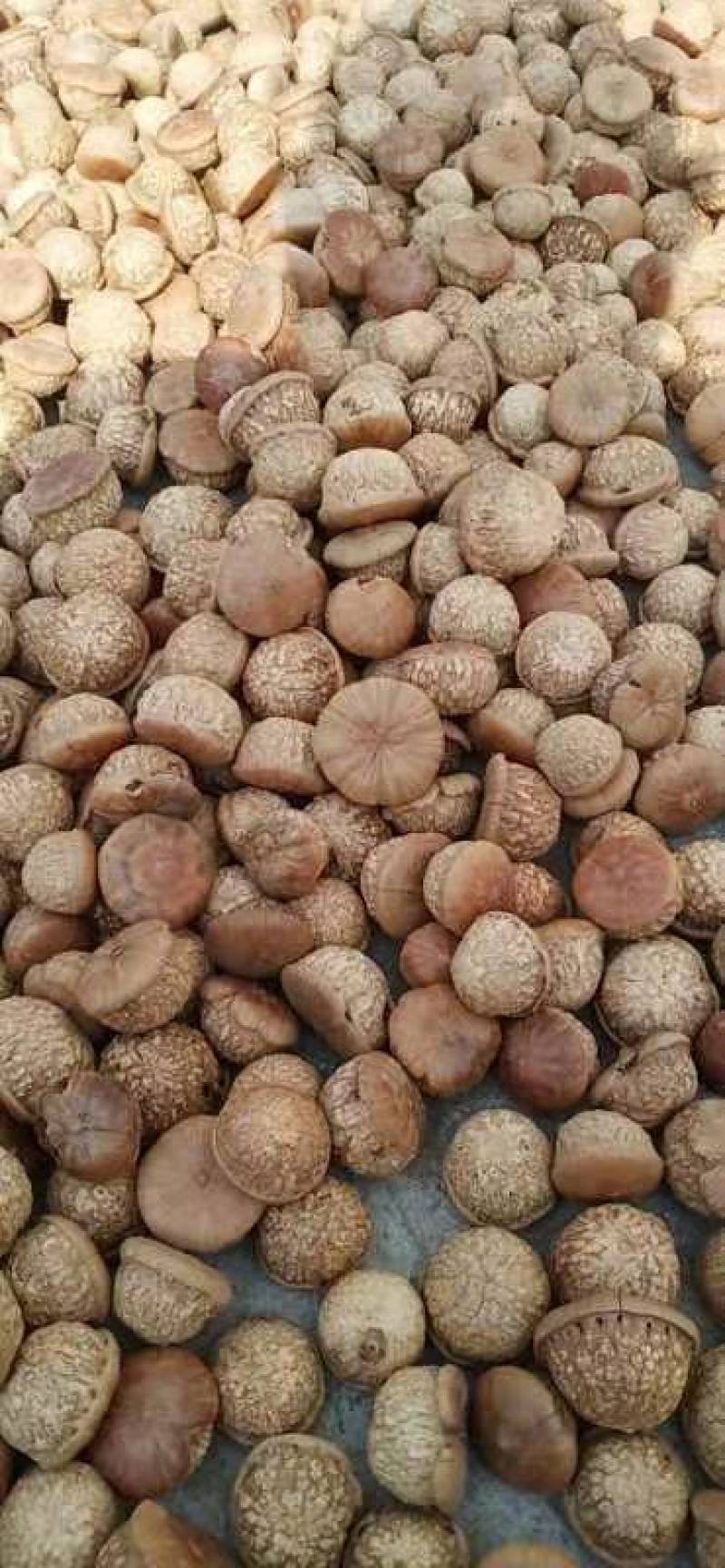 广西十万大山，风流果，，龟头果，2022年