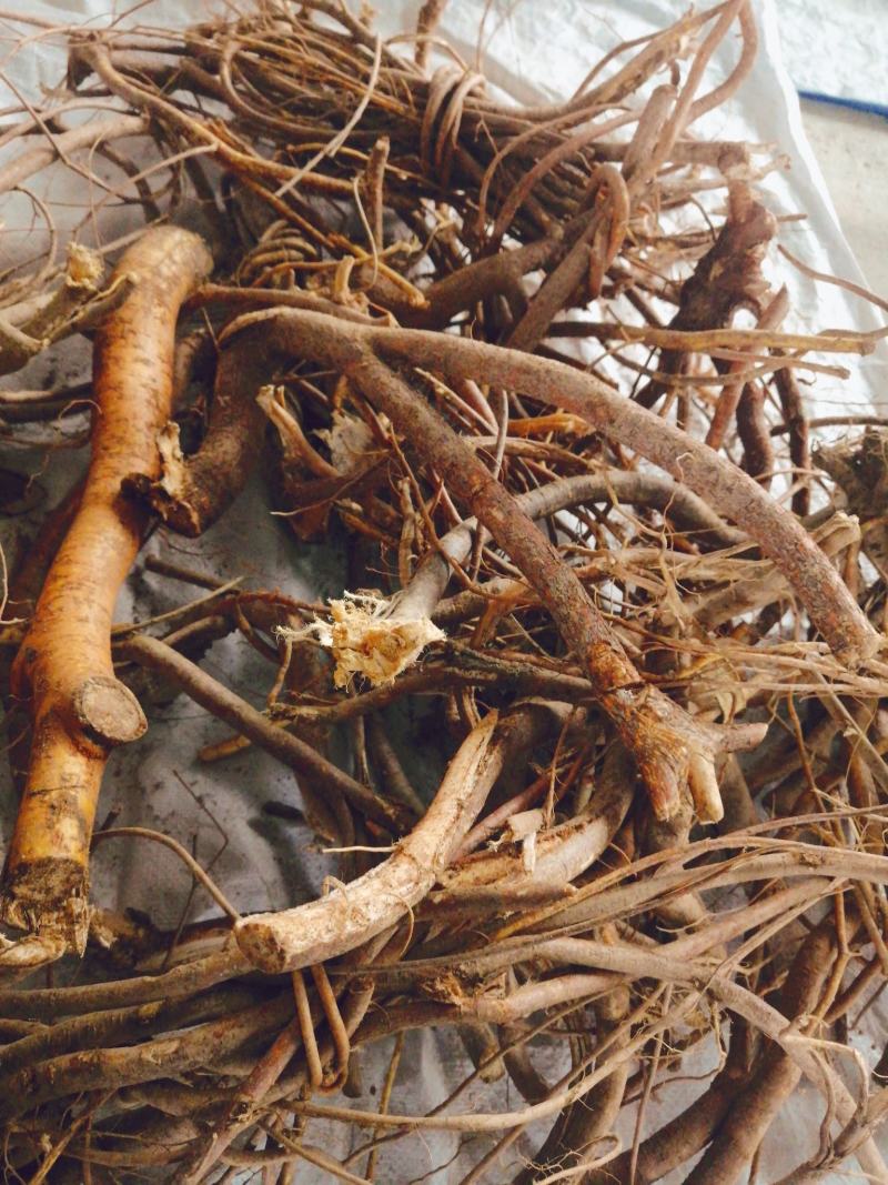 【精选速购】野生五指毛桃产地直供纯野生货品保质保量