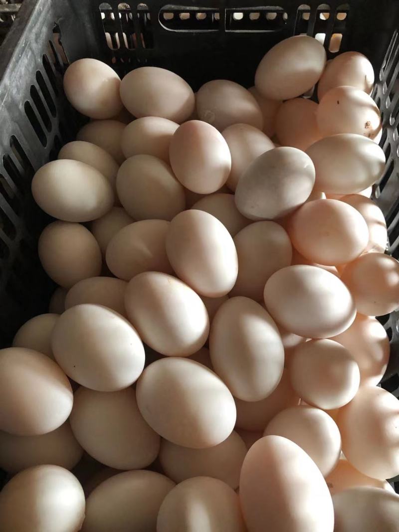 精品经文蛋，哑巴蛋，破蛋，长年供应各大食品厂，旅销团队