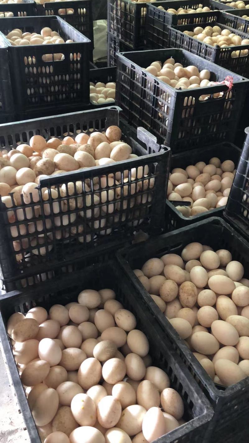 精品经文蛋，哑巴蛋，破蛋，长年供应各大食品厂，旅销团队