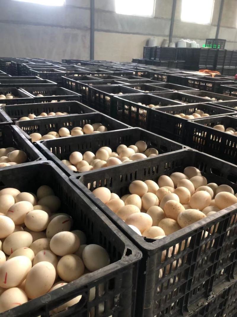 精品经文蛋，哑巴蛋，破蛋，长年供应各大食品厂，旅销团队