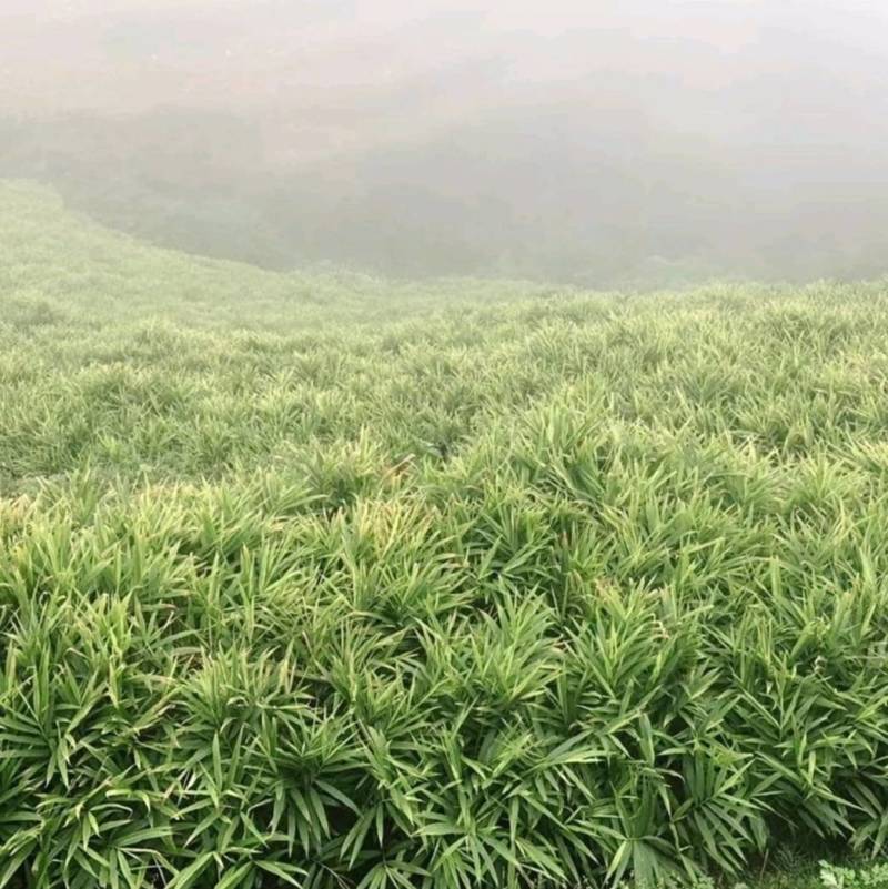 云南现挖现发新辣十足新鲜小黄姜农家自种一件代发