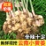 云南现挖现发新辣十足新鲜小黄姜农家自种一件代发