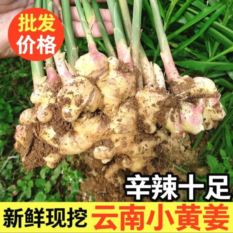 云南现挖现发新辣十足新鲜小黄姜农家自种一件代发