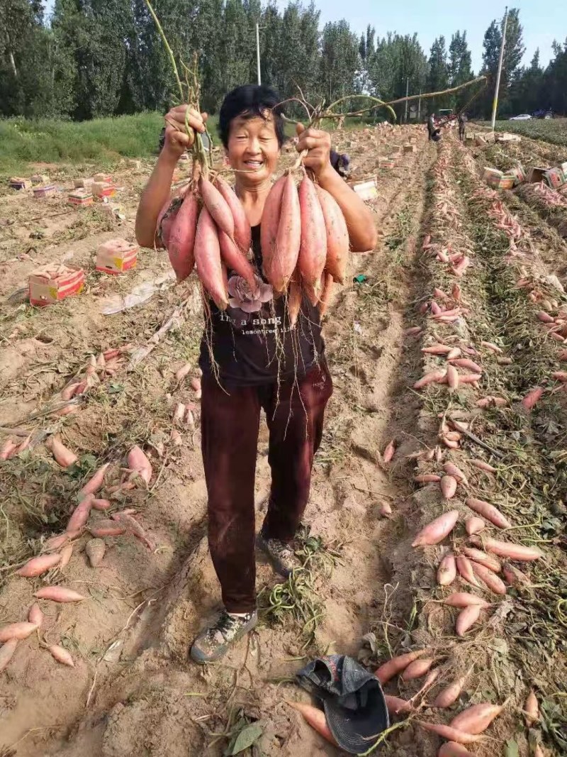 山东省夏津县，路地烟薯开始出货，欢迎新老客户前来订购，专