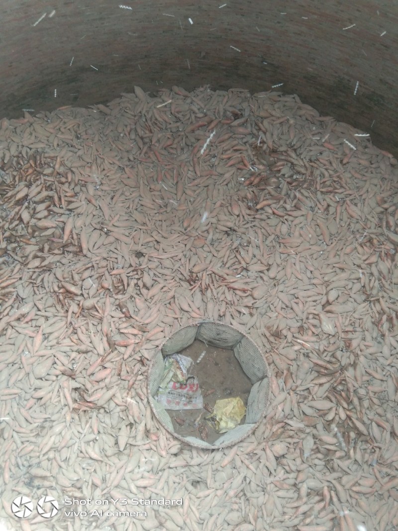 山东省夏津县，路地烟薯开始出货，欢迎新老客户前来订购，专