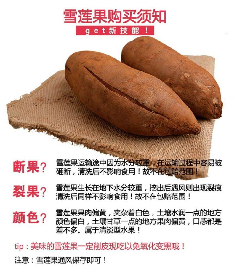 新鲜雪莲果云南一件代发