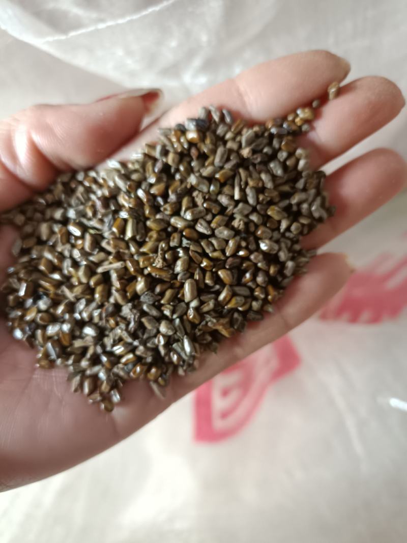 决明子野生，精选，可化验，一手货源！保证质量泡茶做枕头爽