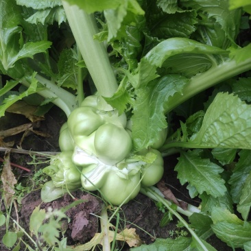 涪陵榨菜，圆形榨菜
