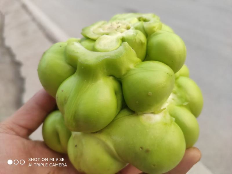 涪陵榨菜，圆形榨菜