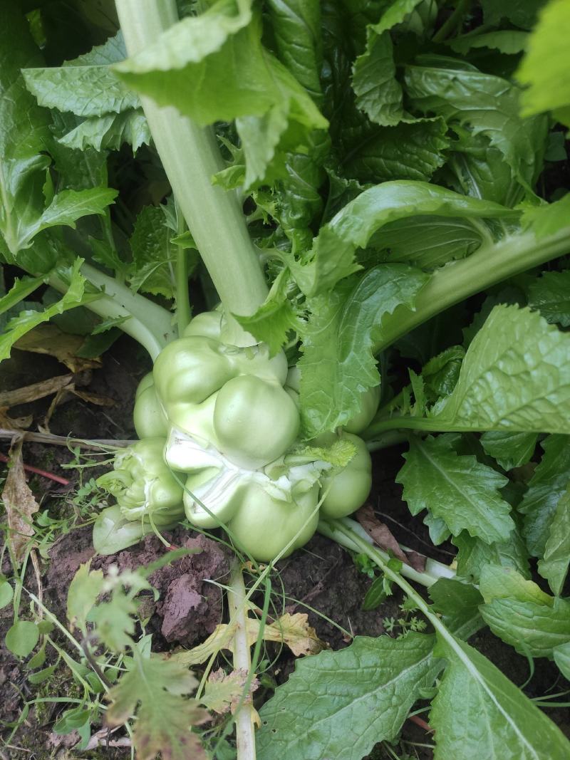 涪陵榨菜，圆形榨菜