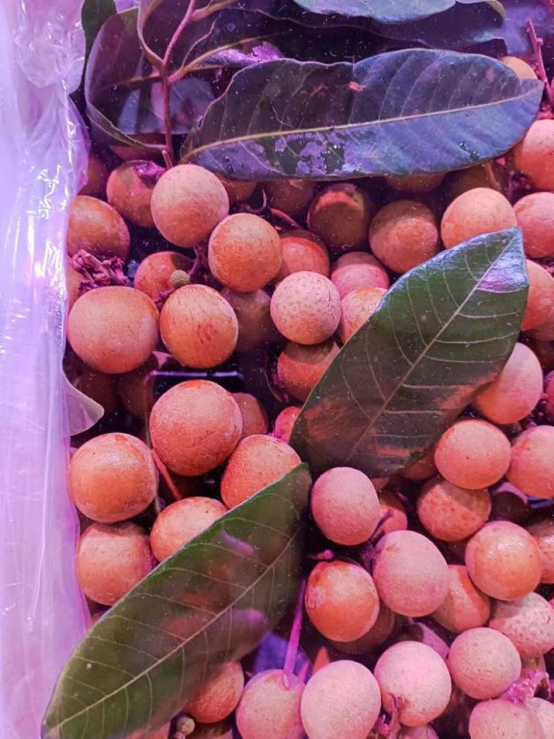 批发【海南石峡龙眼新鲜品】新鲜龙眼多肉多汁甜而不腻