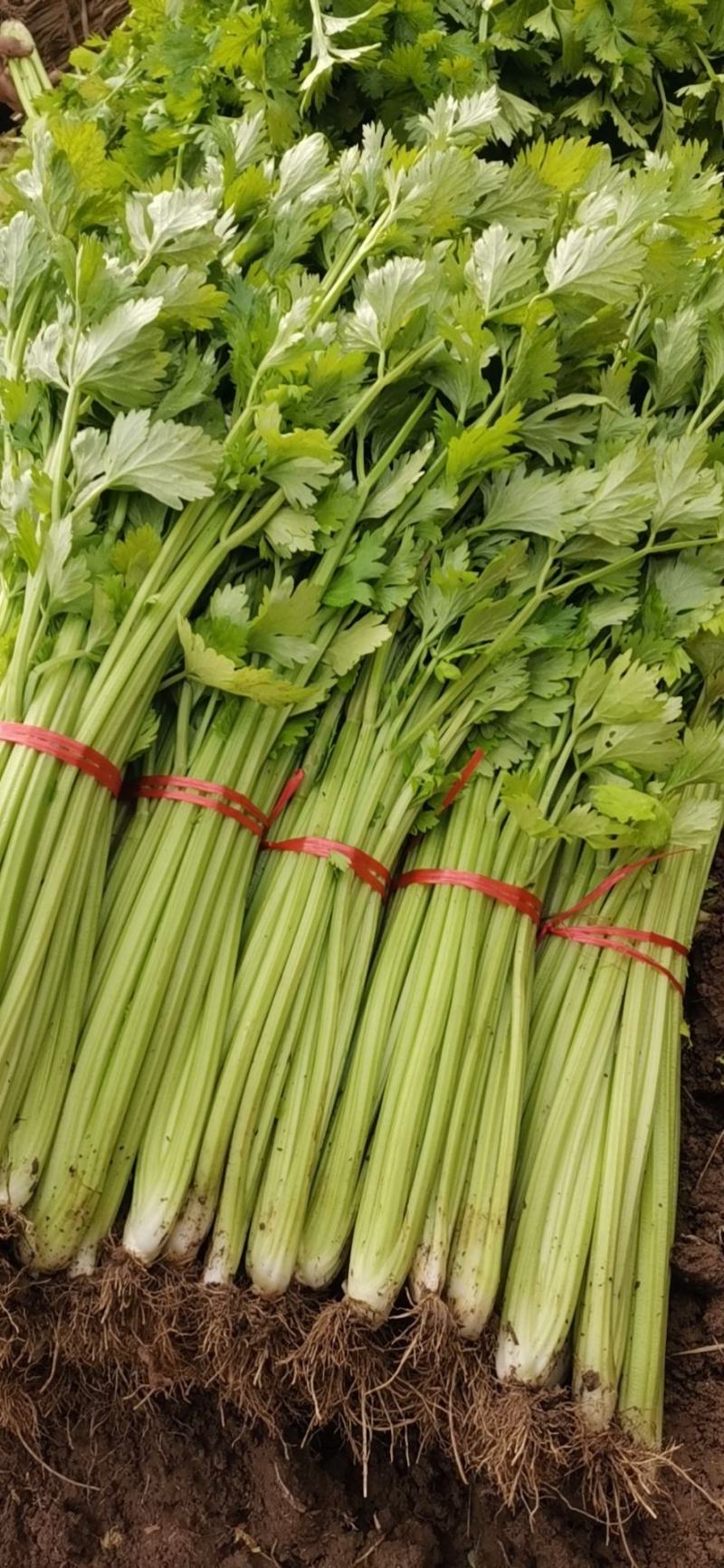 山东泰安宁阳西芹，，优质西芹大量上市，颜色有光，匀称，