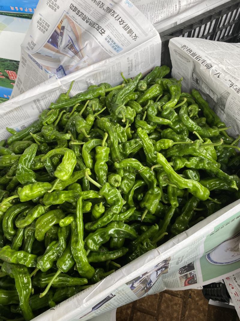 精品小皱皮辣椒。新鲜农户当天新鲜采购，够辣
