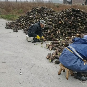 湖南永州芋头产地直销货源充足大量现货上市
