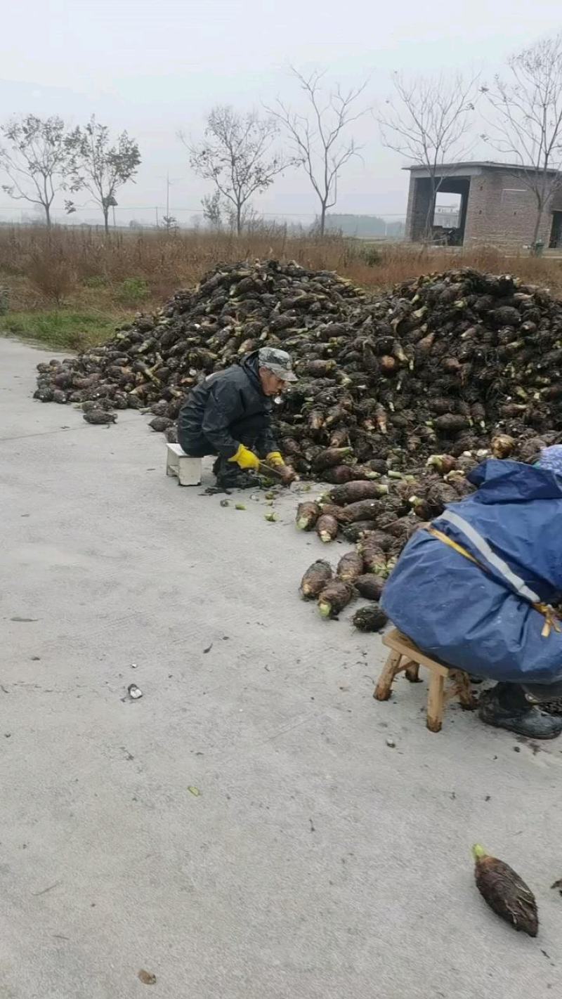 湖南永州芋头产地直销货源充足大量现货上市
