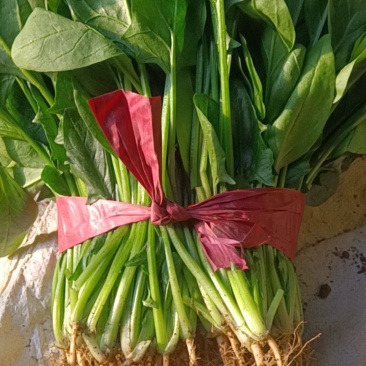 精品菠菜大量上市