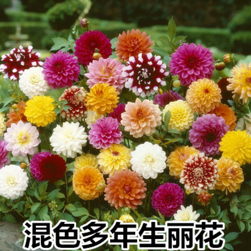 重瓣大丽花种子易活多年生种籽小丽花种子混色绿化庭院阳台花